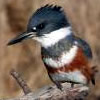 belted kingfisher